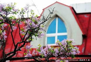 丁香五月国产,国产生态的生机盎然